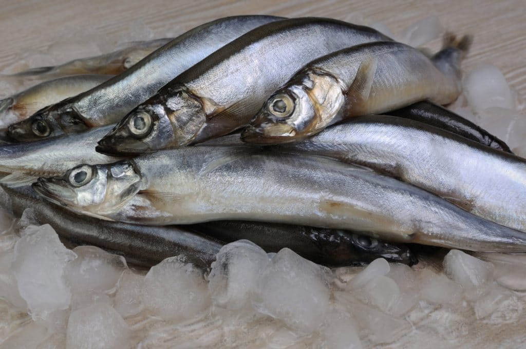 Canadian Capelin 150-170g