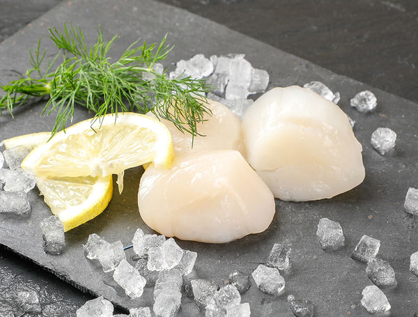 Canadian wild caught scallop meat 30/40